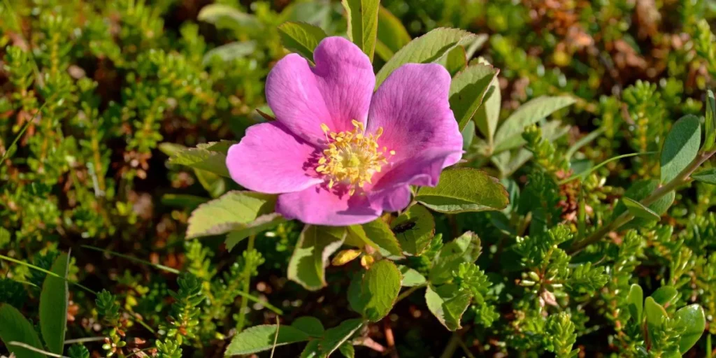 How Do You Protect Outdoor Plants During Winter? How Do You Protect Outdoor Plants During Winter?